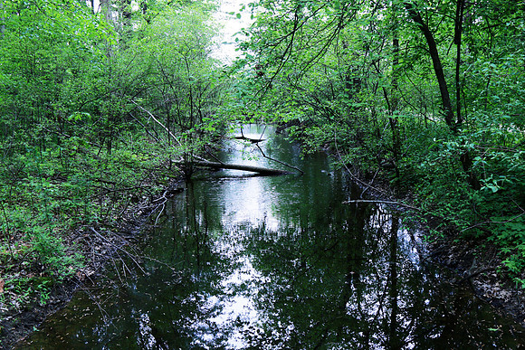 Wilderness Reflections