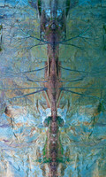 Rotated Reflection