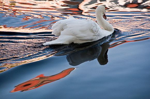 Swan Lake