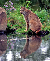 Lynx and Reflection