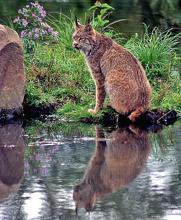 Lynx and Reflection