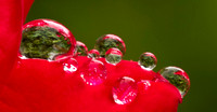 Raindrops on Roses