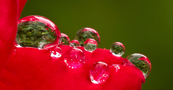 Raindrops on Roses