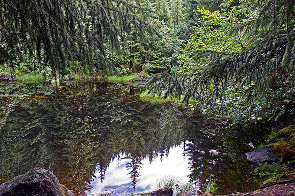 Natures Mirror