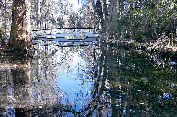 Magnolia Reflected