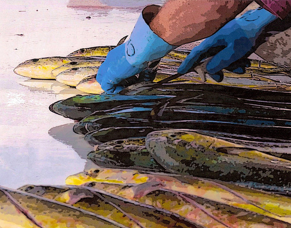 Future Fillets