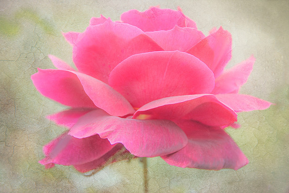 Full Blown Rose