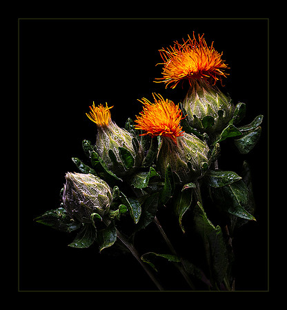 From Bud to Bloom