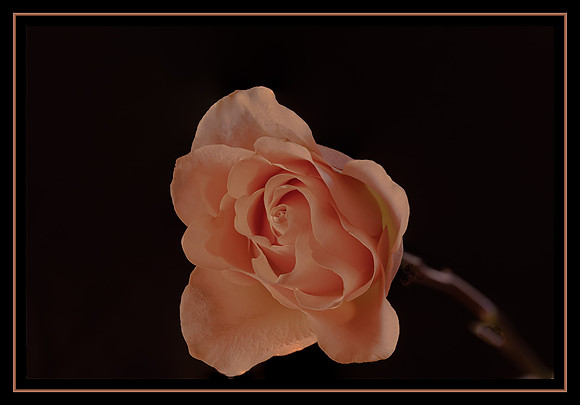 Fading Valentine
