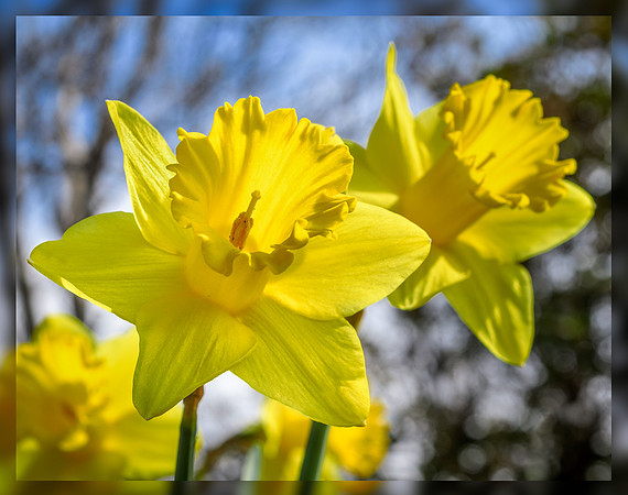 Yellow Spring