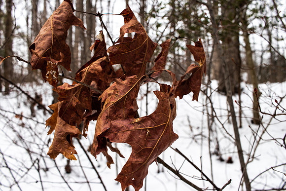 Winter Leaves