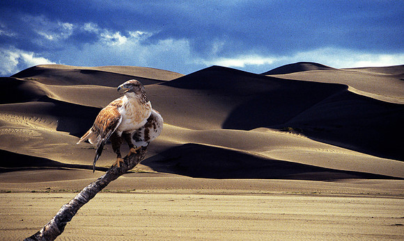 Falcon Great Sands Dunes