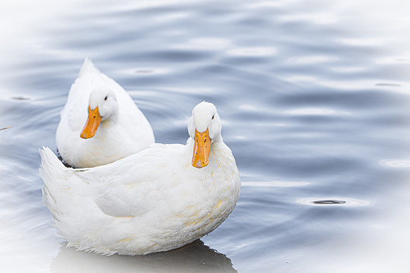 White Ducks