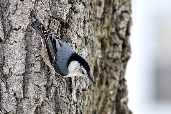 Nuthatch