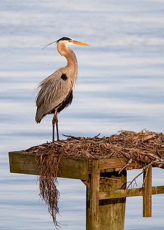 Great Blue Heron at York River