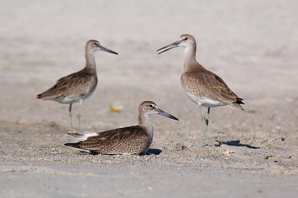 Sandy Scolopacidae