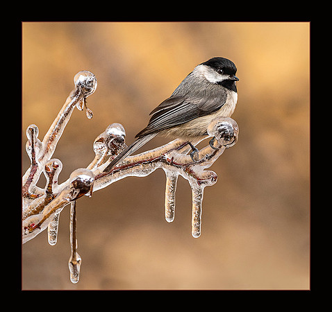Waiting for Spring