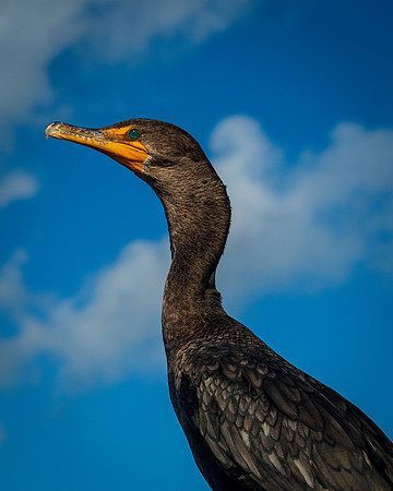 Portrait of a Cormorant