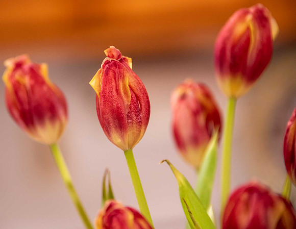 Indoor Spring
