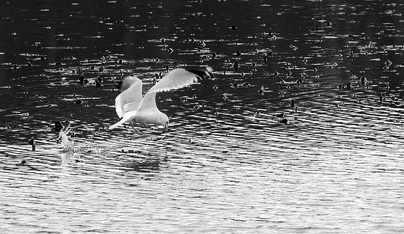 Yin and Yang Seagull
