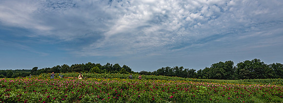 Flower Meadow