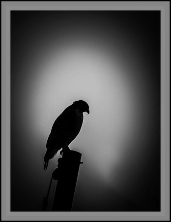 Forlorn