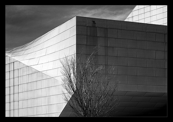 Branches and a Building