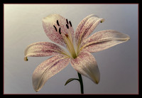 Bright Lily