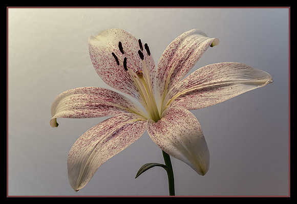 Bright Lily
