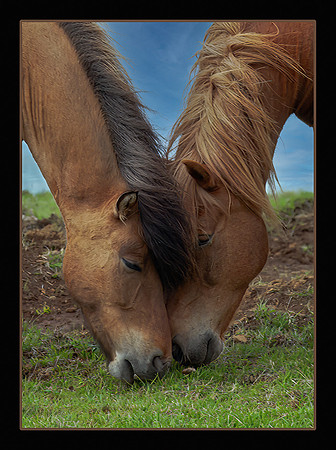 Icelandic Horses