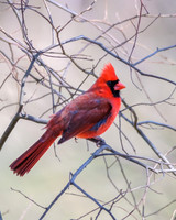 Cardinal in Thicket
