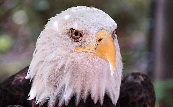 Maverick