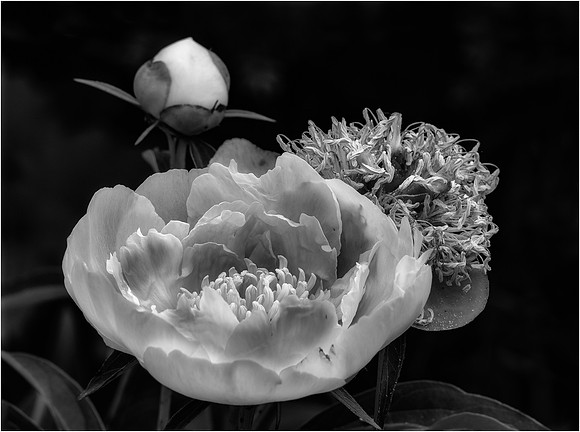 Peony Time - Bud, Blossom, Seed
