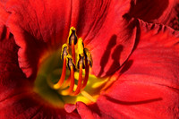 Encased in Red