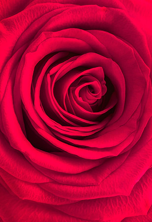 Red Rose
