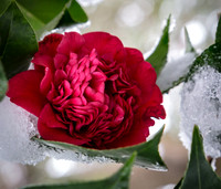 Crimson & Chilly