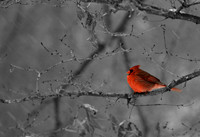 Cardinal in Snow