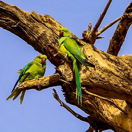 Rose-ringed parakeets