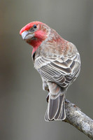 House Finch Pose