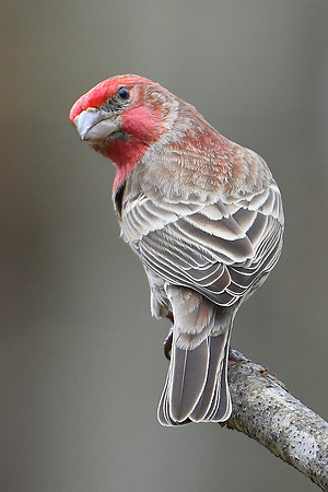 House Finch Pose