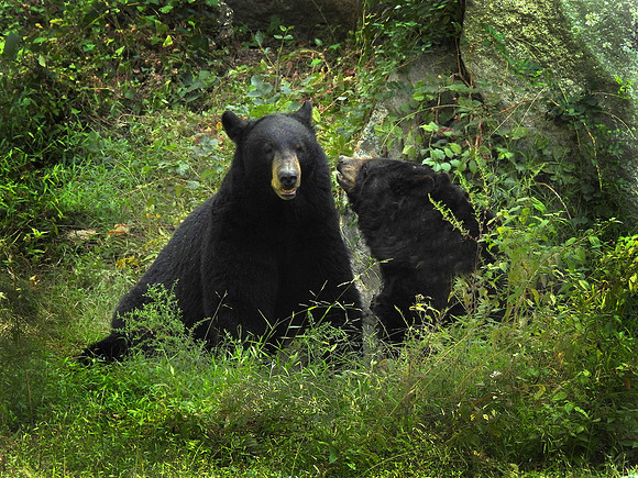 Barely Bearable