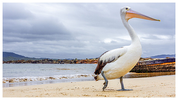 Pelican