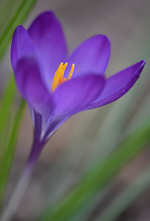 Harbinger