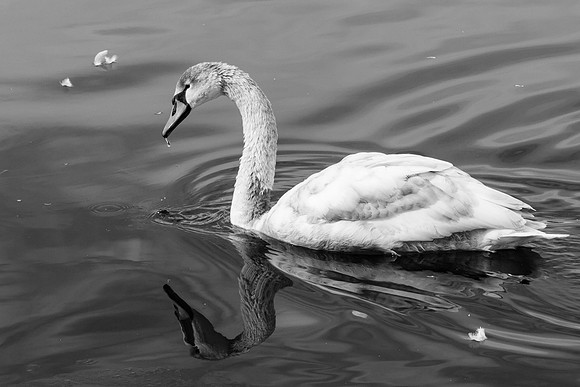 Swan