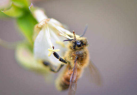 Pollen Gets in Your Eyes