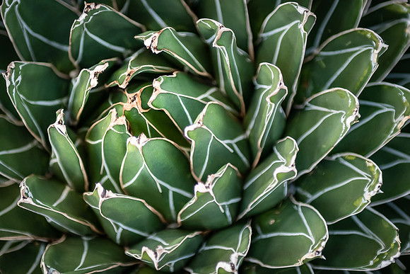 Succulent