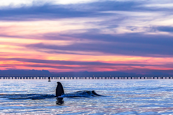 Whale, Hello There
