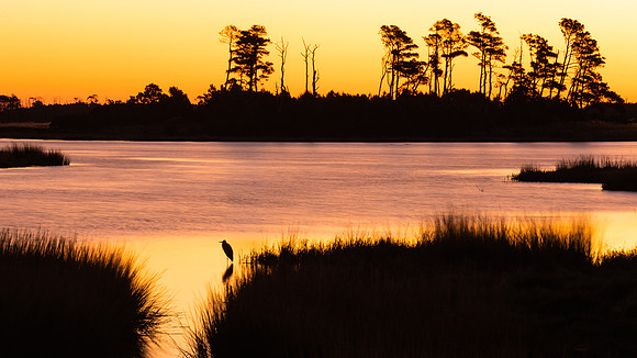 Morning Light at the Marsh