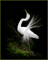 Courtship Contrast