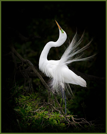 Courtship Contrast